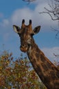 Close-up portrait of a giraffe eating leaves. Kruger National Park, South Africa. Royalty Free Stock Photo