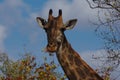 Close-up portrait of a giraffe eating leaves. Kruger National Park, South Africa. Royalty Free Stock Photo