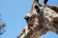 Close up portrait of a giraffe