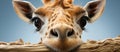 Close-up portrait of a giraffe head with big eyes on blue background Royalty Free Stock Photo
