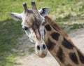 Close up portrait of giraffe head, Giraffa camelopardalis camelopardalis Linnaeus, frontal view, green bokeh background