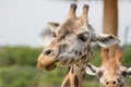 Close-up portrait of a giraffe head Giraffa Camelopardalis eating bush Royalty Free Stock Photo