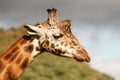 close up portrait of a giraffe head and neck Royalty Free Stock Photo