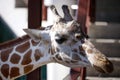 Close up portrait of a giraffe , head shot Royalty Free Stock Photo