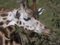 Close up portrait of giraffe head sticking out tongue. Giraffa camelopardalis camelopardalis Linnaeus, frontal view, green bokeh