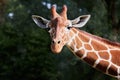 Close-up portrait of giraffe  looking strait. Royalty Free Stock Photo