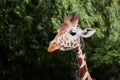 Close-up portrait of giraffe  looking strait. Royalty Free Stock Photo