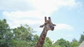 Close up portrait giraffe in tropical zoo eating food from visitor tourism. feeding animal food. giraffe head shot, chewing food Royalty Free Stock Photo