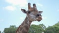 Close up portrait giraffe in tropical zoo eating food from visitor tourism. feeding animal food. giraffe head shot, chewing food Royalty Free Stock Photo