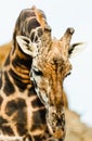 Close up portrait of a giraffe at the zoo Royalty Free Stock Photo