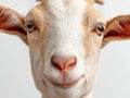 Close up portrait of a goat face. Royalty Free Stock Photo