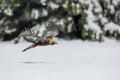 Golden Eagle flying in natural environtment, winter time