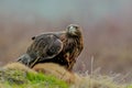 Close-up portrait of Golden Eagle with hunted fox in natural environtment