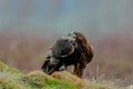 Close-up portrait of Golden Eagle with hunted fox in natural environtment