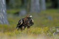 Close-up portrait of Golden Eagle in natural environtment