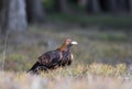 Close-up portrait of Golden Eagle in natural environtment