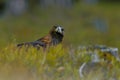 Close-up portrait of Golden Eagle in natural environtment