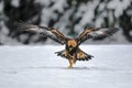 Close-up portrait of Golden Eagle in natural environtment, winter time