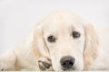 Cute white puppy Royalty Free Stock Photo