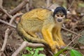 Close up portrait of Golden Squirrel Monkey Saimiri sciureus in Pampas del Yacuma, Bolivia Royalty Free Stock Photo