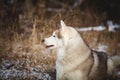 Close-up portrait of gorgeous beige and white husky dog. Image of prideful Siberian husky lying in the withered grass Royalty Free Stock Photo