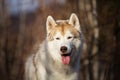 Close-up Portrait of gorgeous and free Beige dog breed Siberian Husky sitting in the late autumn forest on sunny day