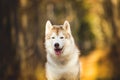 Close-up Portrait of gorgeous, free and prideful Beige and white dog breed Siberian Husky sitting in the bright autumn forest at