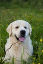 Close-up Portrait of gorgeous golden retriever dog sitting in the green grass and buttercup flowers