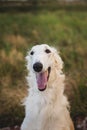 Close-up Portrait of gorgeous and happy russian borzoi dog in the field at sunset Royalty Free Stock Photo