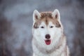 Close-up portrait of happy Siberian Husky dog sitting is on the snow in winter forest at sunset on mountain background Royalty Free Stock Photo