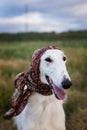 Close-up Portrait of gorgeous russian borzoi dog in the scarf a la russe on her head in the field