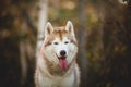 Close-up Portrait of gorgeous Siberian Husky dog sitting in the enchanting fall forest Royalty Free Stock Photo