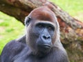 Close-up portrait of a Gorilla Royalty Free Stock Photo