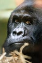 Close up portrait Gorilla Royalty Free Stock Photo