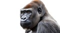 Close-up portrait of a gorilla with a contemplative expression, highlighting its deep-set eyes and the distinctive reddish-brown