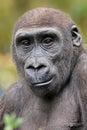 close up portrait of Gorilla Royalty Free Stock Photo