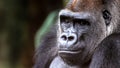 Close-up portrait of a gorilla with a wistful expression Royalty Free Stock Photo