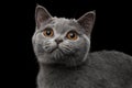 Close-up Portrait of Gray British Kitten on Isolated black background Royalty Free Stock Photo