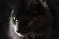 Close-up portrait of a gray cat with big green eyes, focus on far eye Royalty Free Stock Photo