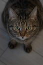 Close-up portrait of a gray cat with yellow eyes. vertical photo Royalty Free Stock Photo