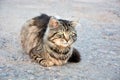 Close-up portrait of a gray domestic cat Royalty Free Stock Photo