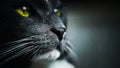 Close-up portrait of a gray domestic cat with yellow eyes and a black nose. A pet. Macro Royalty Free Stock Photo