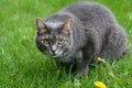 Close up portrait of a gray house cat Royalty Free Stock Photo