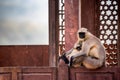 Gray langur or Semnopithecus etellus sits on wall Royalty Free Stock Photo