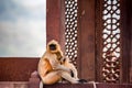 Gray langur or Semnopithecus etellus sits on wall Royalty Free Stock Photo