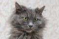 Close-up portrait of a gray shaggy cat with green eyes Royalty Free Stock Photo