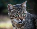 Close-up portrait of a gray tabby cat looking away Royalty Free Stock Photo