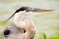 Close up portrait of great blue heron