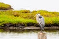 Large bird perched on a piller. Great Blue Heron Royalty Free Stock Photo