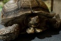 Close-up portrait of a great Central Asian tortoise. Royalty Free Stock Photo